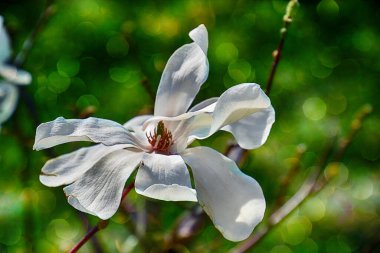 Güneşli bir bahar bahçesindeki ağaç dalında güzel narin manolya çiçekleri.