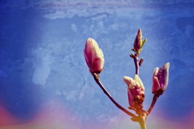 Güneşli bir bahar bahçesindeki ağaç dalında güzel narin manolya çiçekleri.