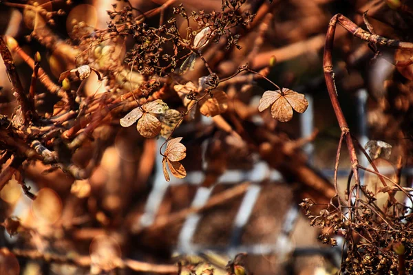 Hermosas Flores Viejas Marrones Del Jardín Otoño Luz Cálida Del — Foto de Stock