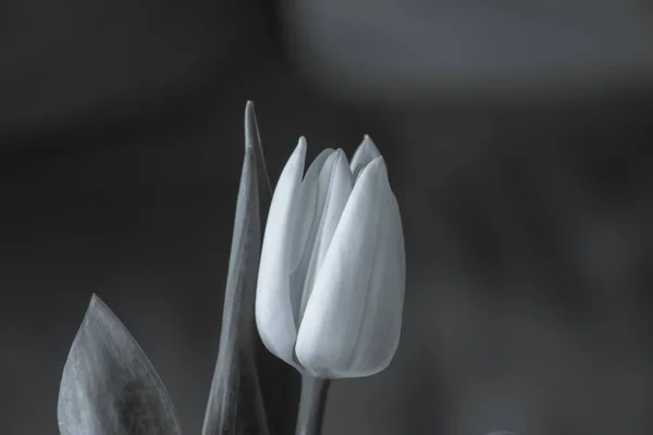 Schöne Weiße Frühlingstulpenblume Mit Grünen Blättern Auf Dunklem Hintergrund — Stockfoto