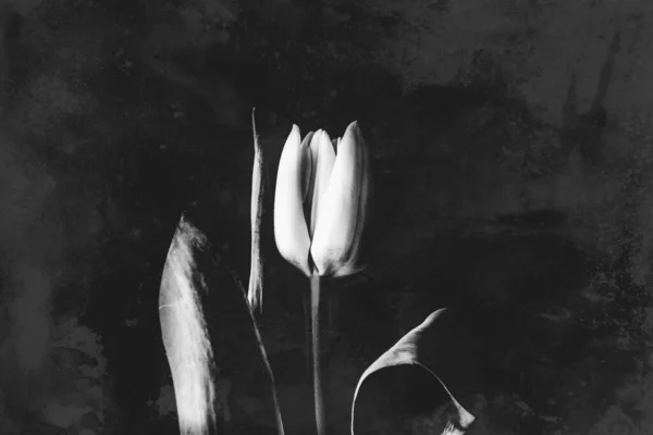 Frumoasă Floare Lalele Primăvară Albă Frunze Verzi Fundal Întunecat — Fotografie, imagine de stoc