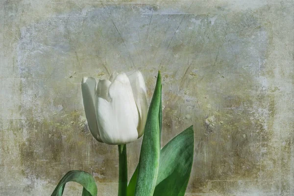 Belle Fleur Tulipe Printemps Blanche Avec Des Feuilles Vertes Sur — Photo