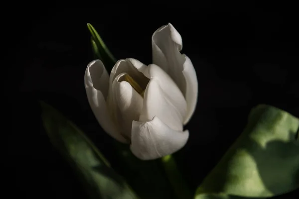 Beautiful White Spring Tulip Flower Green Leaves Dark Background — Stock Photo, Image