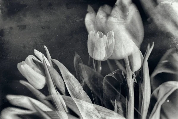 Vacker Vit Vår Tulpan Blomma Med Gröna Blad Mörk Bakgrund — Stockfoto