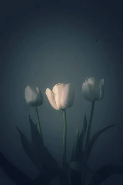 Beautiful White Spring Tulip Flower Green Leaves Dark Background — Stock Photo, Image