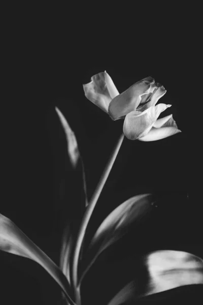 Όμορφο Λευκό Ανοιξιάτικο Λουλούδι Τουλίπας Πράσινα Φύλλα Σκούρο Φόντο — Φωτογραφία Αρχείου