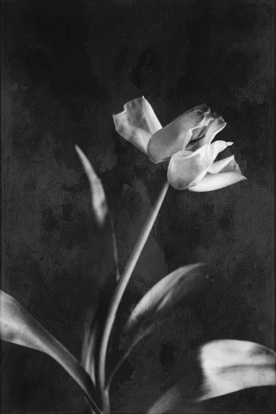 Bela Flor Tulipa Primavera Branca Com Folhas Verdes Fundo Escuro — Fotografia de Stock