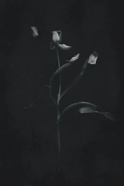 Bela Flor Tulipa Primavera Branca Com Folhas Verdes Fundo Escuro — Fotografia de Stock