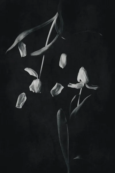 Красива Біла Весняна Квітка Тюльпанів Зеленим Листям Темному Фоні — стокове фото
