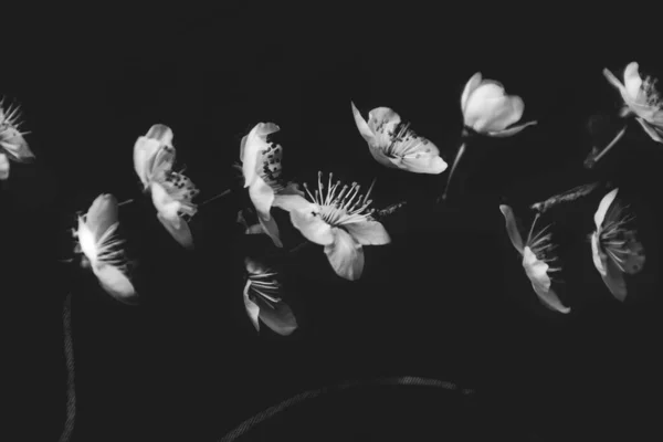 Bela Delicada Pequena Primavera Flor Maçã Branca Fundo Preto — Fotografia de Stock