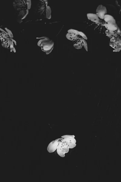 Bellissimo Delicato Piccolo Fiore Mela Bianco Primaverile Sfondo Nero — Foto Stock