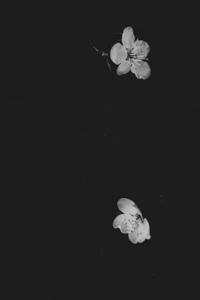 Bela Delicada Pequena Primavera Flor Maçã Branca Fundo Preto — Fotografia de Stock