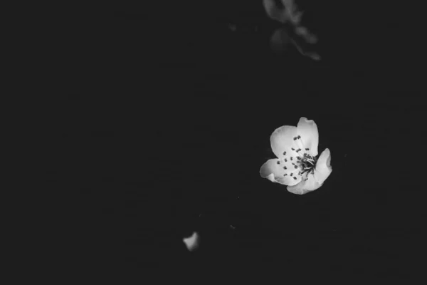Красиве Ніжне Маленьке Весняне Біле Яблуко Розквітає Чорному Тлі — стокове фото