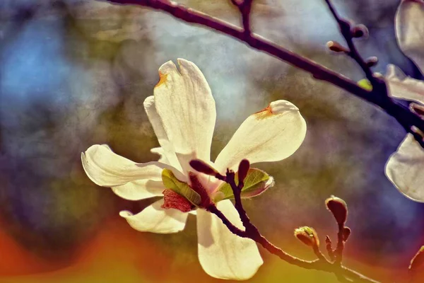 Piękne Delikatne Kwiaty Magnolii Gałęzi Drzewa Słonecznym Wiosennym Ogrodzie — Zdjęcie stockowe