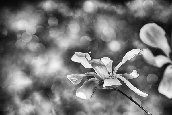 Beautiful Delicate Magnolia Flowers Tree Branch Sunny Spring Garden — Stock Photo, Image