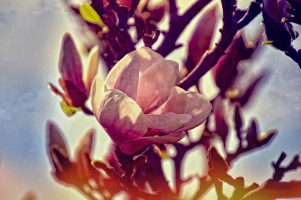 Mooie Delicate Magnolia Bloemen Een Boomtak Een Zonnige Lentetuin — Stockfoto