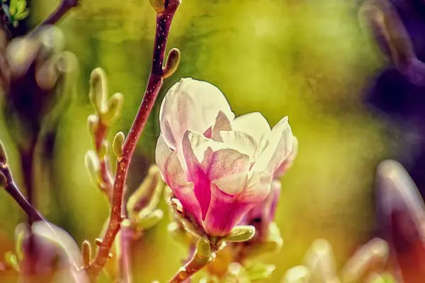 日当たりの良い春の庭の木の枝に美しい繊細なマグノリアの花 — ストック写真