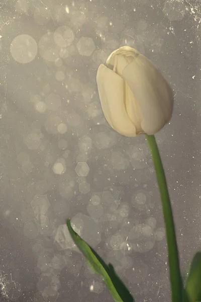 Bela Flor Tulipa Primavera Branca Com Folhas Verdes Fundo Escuro Fotos De Bancos De Imagens Sem Royalties
