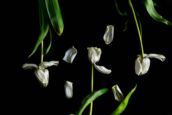 Schöne Weiße Frühlingstulpenblume Mit Grünen Blättern Auf Dunklem Hintergrund Stockbild