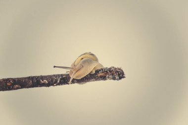 Güzel, küçük, bej bir salyangoz. Hafif krem arka planda bir çubuğa tırmanan bir kabuk.