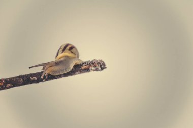 Güzel, küçük, bej bir salyangoz. Hafif krem arka planda bir çubuğa tırmanan bir kabuk.