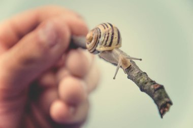 Çocuğun elinde tutulan küçük, narin bir hayvan salyangoz.