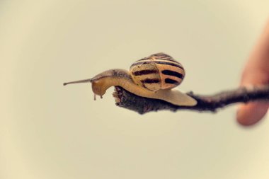 Güzel, küçük, bej bir salyangoz. Hafif krem arka planda bir çubuğa tırmanan bir kabuk.