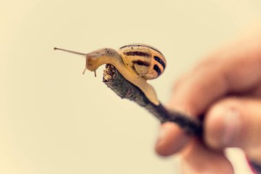 Güzel, küçük, bej bir salyangoz. Hafif krem arka planda bir çubuğa tırmanan bir kabuk.