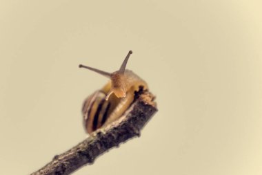 Güzel, küçük, bej bir salyangoz. Hafif krem arka planda bir çubuğa tırmanan bir kabuk.