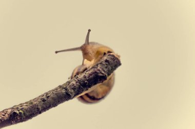 Güzel, küçük, bej bir salyangoz. Hafif krem arka planda bir çubuğa tırmanan bir kabuk.