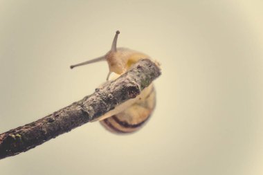 Güzel, küçük, bej bir salyangoz. Hafif krem arka planda bir çubuğa tırmanan bir kabuk.