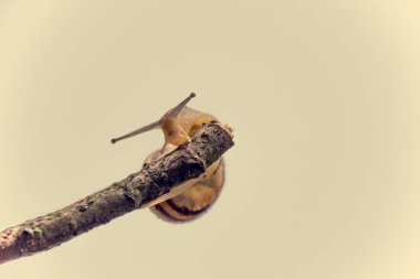 Güzel, küçük, bej bir salyangoz. Hafif krem arka planda bir çubuğa tırmanan bir kabuk.