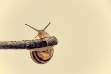 Güzel, küçük, bej bir salyangoz. Hafif krem arka planda bir çubuğa tırmanan bir kabuk.