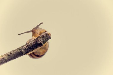 Güzel, küçük, bej bir salyangoz. Hafif krem arka planda bir çubuğa tırmanan bir kabuk.