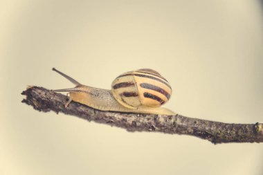 Güzel, küçük, bej bir salyangoz. Hafif krem arka planda bir çubuğa tırmanan bir kabuk.