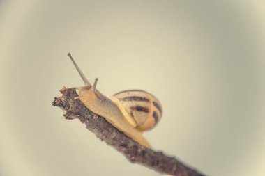 Güzel, küçük, bej bir salyangoz. Hafif krem arka planda bir çubuğa tırmanan bir kabuk.