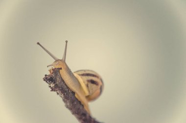 Güzel, küçük, bej bir salyangoz. Hafif krem arka planda bir çubuğa tırmanan bir kabuk.
