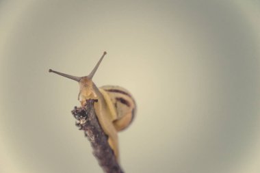 Güzel, küçük, bej bir salyangoz. Hafif krem arka planda bir çubuğa tırmanan bir kabuk.