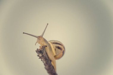 Güzel, küçük, bej bir salyangoz. Hafif krem arka planda bir çubuğa tırmanan bir kabuk.