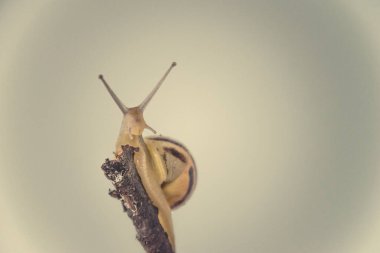 Güzel, küçük, bej bir salyangoz. Hafif krem arka planda bir çubuğa tırmanan bir kabuk.