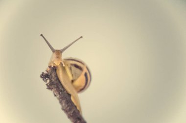 Güzel, küçük, bej bir salyangoz. Hafif krem arka planda bir çubuğa tırmanan bir kabuk.