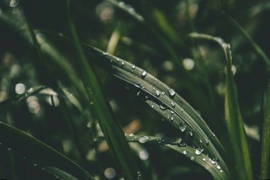 Güneşin altında çimenli bir tarlada parlayan yaz yağmuru damlalarıyla güzel bir zemin.