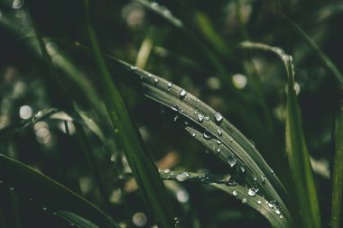 Güneşin altında çimenli bir tarlada parlayan yaz yağmuru damlalarıyla güzel bir zemin.