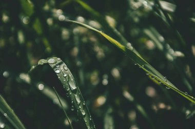 Güneşin altında çimenli bir tarlada parlayan yaz yağmuru damlalarıyla güzel bir zemin.