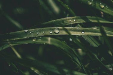 Güneşin altında çimenli bir tarlada parlayan yaz yağmuru damlalarıyla güzel bir zemin.