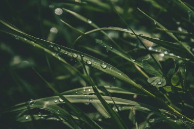 Güneşin altında çimenli bir tarlada parlayan yaz yağmuru damlalarıyla güzel bir zemin.