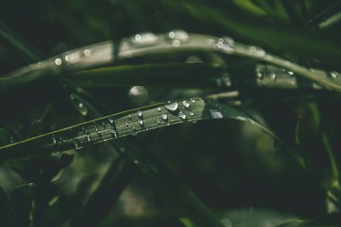 Güneşin altında çimenli bir tarlada parlayan yaz yağmuru damlalarıyla güzel bir zemin.