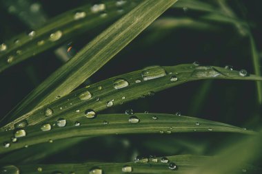 Güneşin altında çimenli bir tarlada parlayan yaz yağmuru damlalarıyla güzel bir zemin.