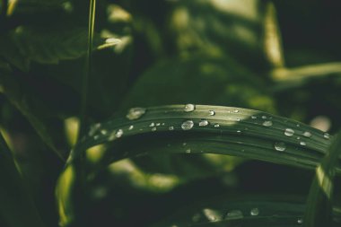 Güneşin altında çimenli bir tarlada parlayan yaz yağmuru damlalarıyla güzel bir zemin.