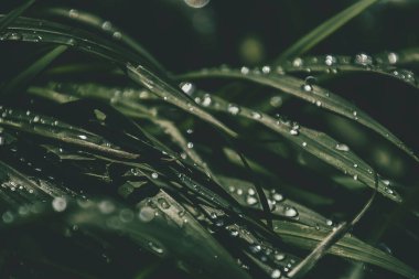 Güneşin altında çimenli bir tarlada parlayan yaz yağmuru damlalarıyla güzel bir zemin.